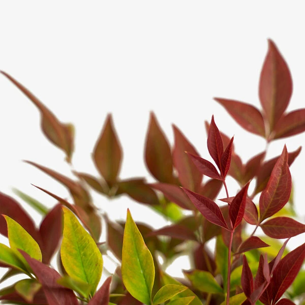 Blush Pink™ Nandina 1 Blush Pink™ Nandina