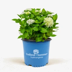 Blushing Bride Hydrangea -The Tree Center Store Blushing Bride Hydrangea 3G 01 600x600 1