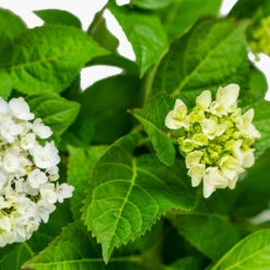 Blushing Bride Hydrangea