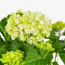 Blushing Bride Hydrangea -The Tree Center Store Blushing Bride Hydrangea 5G 02 copy 2 600x600 1