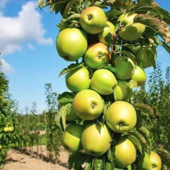 Blushing Delight Urban Apple Tree