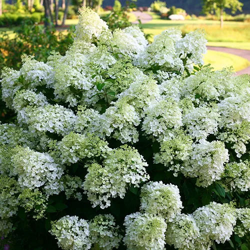 Bobo® Hardy Hydrangea 4 Bobo® Hardy Hydrangea - Image 4