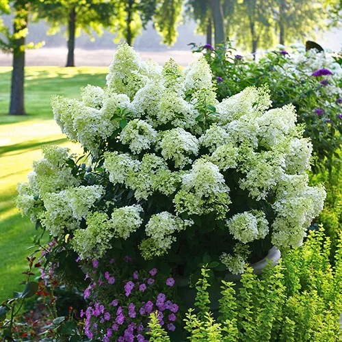 Bobo® Hardy Hydrangea 2 Bobo® Hardy Hydrangea - Image 2
