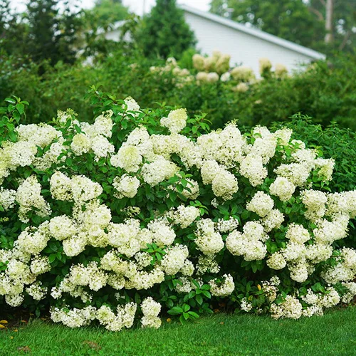 Bobo® Hardy Hydrangea 5 Bobo® Hardy Hydrangea - Image 5
