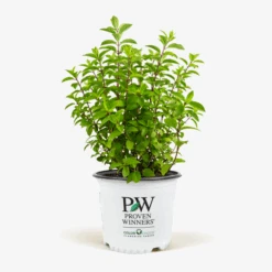 Bobo® Hardy Hydrangea 7 Bobo® Hardy Hydrangea -The Tree Center Store Bobo Hydrangea 3G 01 600x600 1