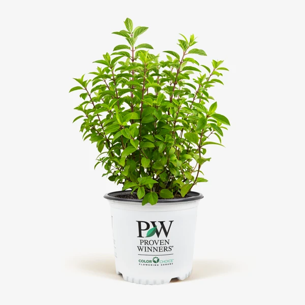 Bobo® Hardy Hydrangea 3 Bobo® Hardy Hydrangea - Image 3