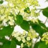 Bobo® Hardy Hydrangea