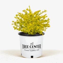 Bonanza Gold Barberry 9 Bonanza Gold Barberry -The Tree Center Store Bonanza Gold Barberry 3G 01 600x600 1