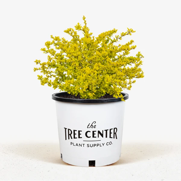 Bonanza Gold Barberry 5 Bonanza Gold Barberry - Image 5