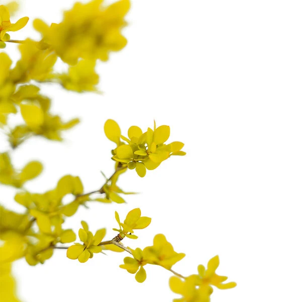 Bonanza Gold Barberry 2 Bonanza Gold Barberry - Image 2