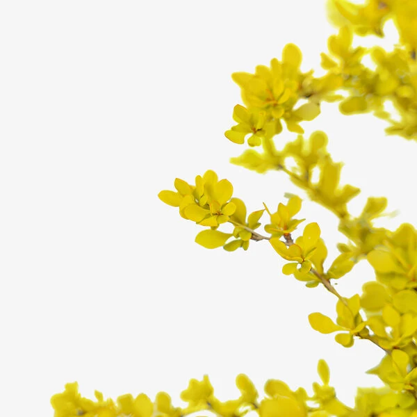 Bonanza Gold Barberry 3 Bonanza Gold Barberry - Image 3