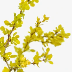 Bonanza Gold Barberry 8 Bonanza Gold Barberry -The Tree Center Store Bonanza Gold Barberry 3G 04 copy 3 600x600 1