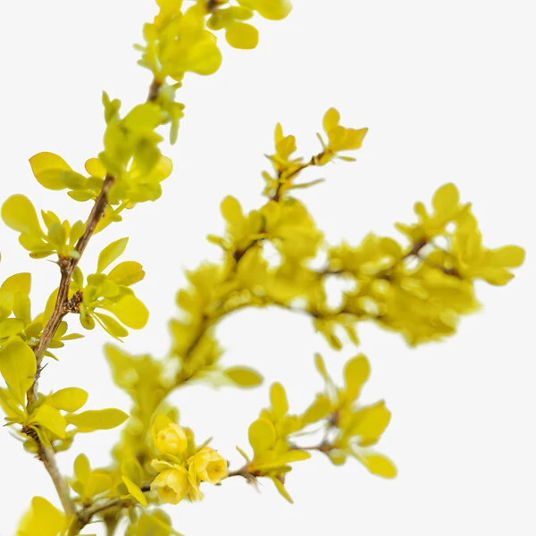 Bonanza Gold Barberry 4 Bonanza Gold Barberry - Image 4