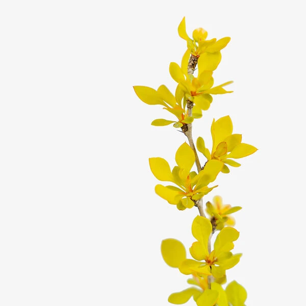 Bonanza Gold Barberry 1 Bonanza Gold Barberry