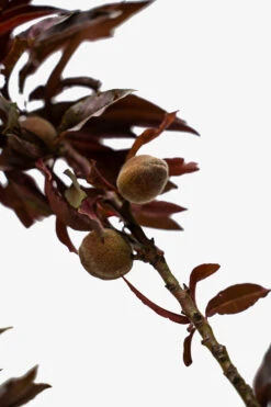 Bonfire Patio Peach Tree