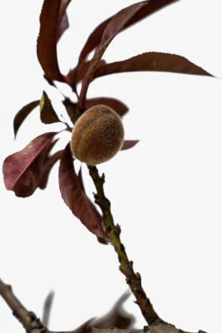 Bonfire Patio Peach Tree -The Tree Center Store Bonfire Patio Peach Tree 5G 07 600x900 1