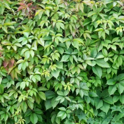 Boston Ivy -The Tree Center Store Boston Ivy 4 copy jpg