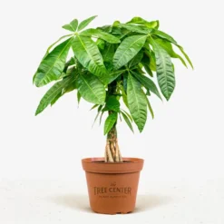 Braided Money Tree -The Tree Center Store Braided Monkey Tree 3G 01 jpg 600x600 1