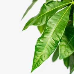 Braided Money Tree -The Tree Center Store Braided Monkey Tree 3G 02 copy 600x600 1