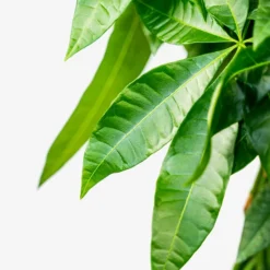 Braided Money Tree -The Tree Center Store Braided Monkey Tree 3G 04 copy 600x600 1