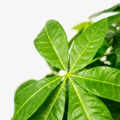 The Tree Center Store 47 The Tree Center Store -The Tree Center Store Braided Monkey Tree 3G 05 copy 600x600 1