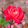 Brick House® Pink Rose - Tree Form