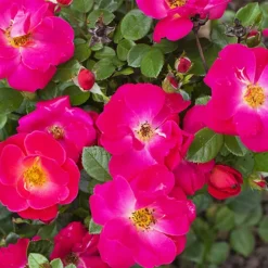 Brick House® Pink Rose - Tree Form -The Tree Center Store Brick House Pink Rose Tree Form 3 copy jpg