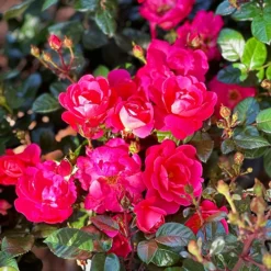 Brick House® Pink Rose - Tree Form -The Tree Center Store Brick House Pink Rose Tree Form 4 copy jpg