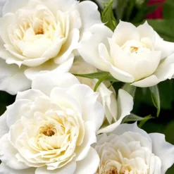 Bridal Sunblaze® Miniature Rose - Tree Form