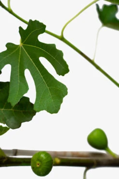 Brown Turkey Fig -The Tree Center Store Brown Turkey Fig 5G 02 1 600x900 1