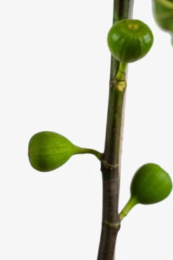 Brown Turkey Fig -The Tree Center Store Brown Turkey Fig 5G 03 2 600x900 1