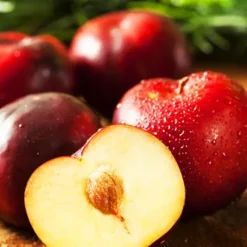 Bruce Plum Tree -The Tree Center Store Bruce Plum Tree 2 jpg webp