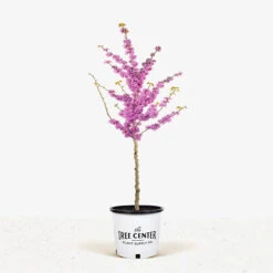 Bubble Gum Redbud -The Tree Center Store Bubble Gum Redbud 7G 01 1 600x600 1
