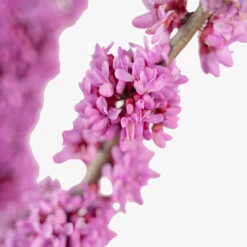 Bubble Gum Redbud -The Tree Center Store Bubble Gum Redbud 7G 03 copy 1 600x600 1