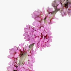 Bubble Gum Redbud -The Tree Center Store Bubble Gum Redbud 7G 05 copy 1 600x600 1