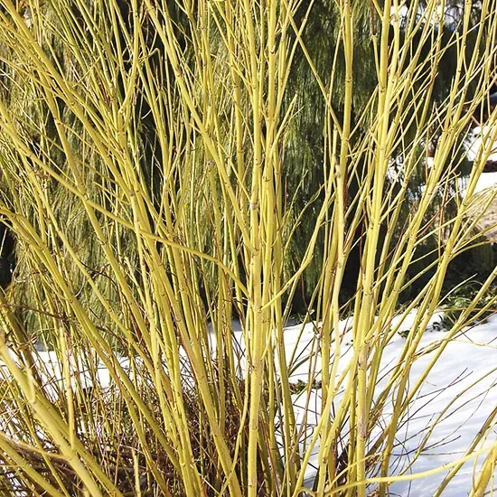 Bud’s Yellow Dogwood 2 Bud’s Yellow Dogwood - Image 2