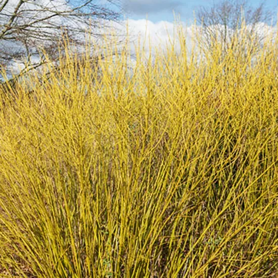Bud’s Yellow Dogwood 1 Bud’s Yellow Dogwood