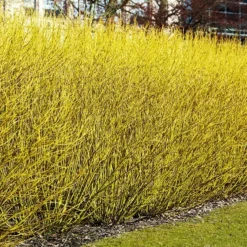 Bud’s Yellow Dogwood 7 Bud’s Yellow Dogwood -The Tree Center Store Bud s Yellow Redosier Dogwood 4 copy jpg webp