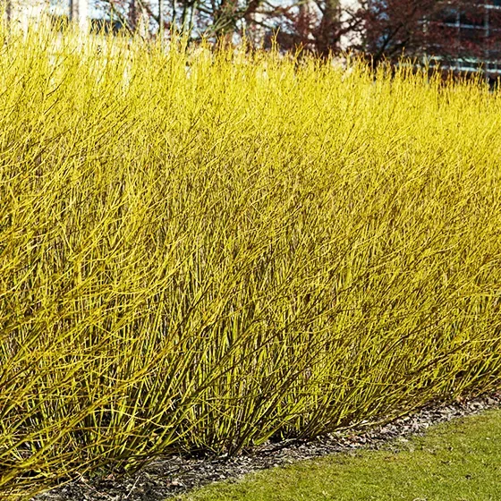 Bud’s Yellow Dogwood 3 Bud’s Yellow Dogwood - Image 3