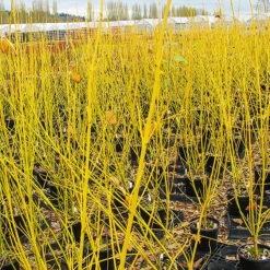 Bud’s Yellow Dogwood 9 Bud’s Yellow Dogwood -The Tree Center Store Bud s Yellow Redosier Dogwood 5 copy 600x600 1