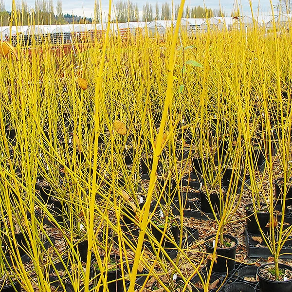 Bud’s Yellow Dogwood 5 Bud’s Yellow Dogwood - Image 5