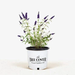 Buddleia Black Knight Butterfly Bush