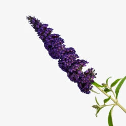 Buddleia Black Knight Butterfly Bush -The Tree Center Store Buddleia Black Knight Butterfly Bush 3G 03 copy 600x600 1