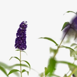 Buddleia Black Knight Butterfly Bush -The Tree Center Store Buddleia Black Knight Butterfly Bush 3G 06 600x600 1