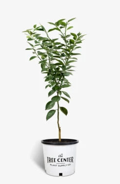 Bumper Satsuma Mandarin