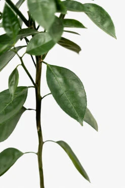 Bumper Satsuma Mandarin 9 Bumper Satsuma Mandarin -The Tree Center Store Bumper Satsuma 03 600x900 1