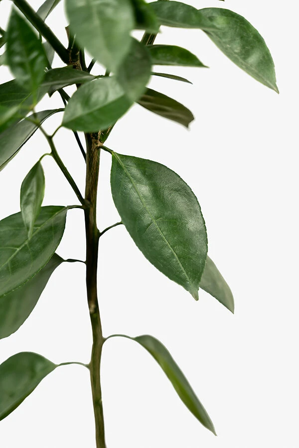 Bumper Satsuma Mandarin 5 Bumper Satsuma Mandarin - Image 5