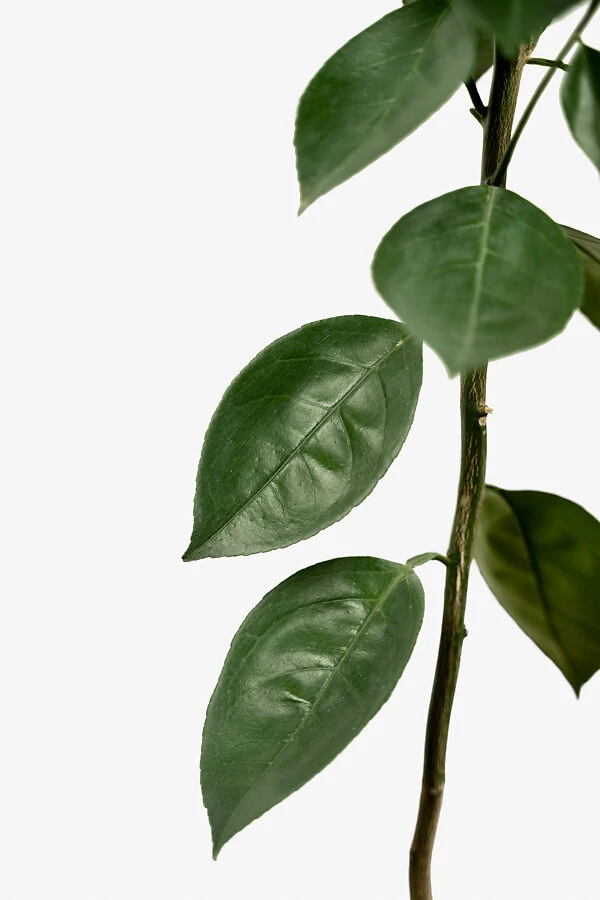 Bumper Satsuma Mandarin 3 Bumper Satsuma Mandarin - Image 3