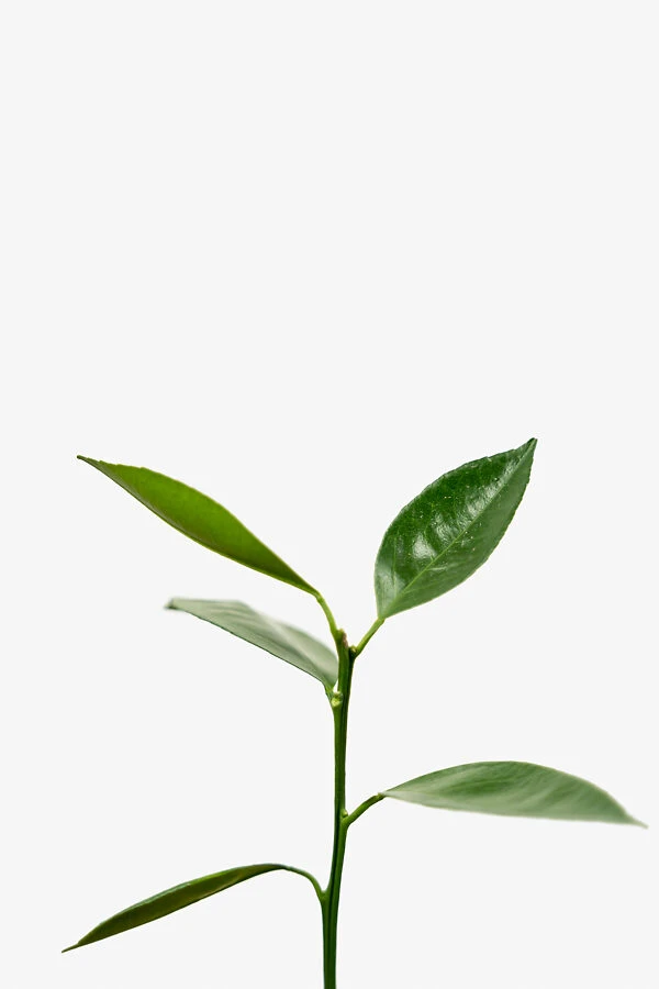 Bumper Satsuma Mandarin 2 Bumper Satsuma Mandarin - Image 2