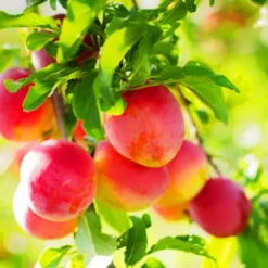 Burbank Plum Tree -The Tree Center Store Burbank Plum Tree 3 1 jpg webp